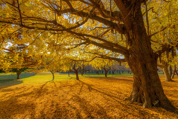 影が伸びる銀杏