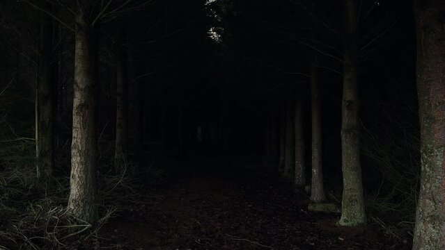 Path leading into a dark, creepy forest; slow zoom