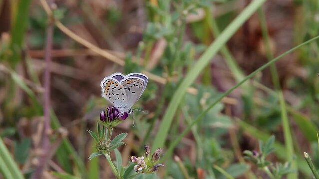Pale patterned butterfly cools wings on purple flower bloom in grass