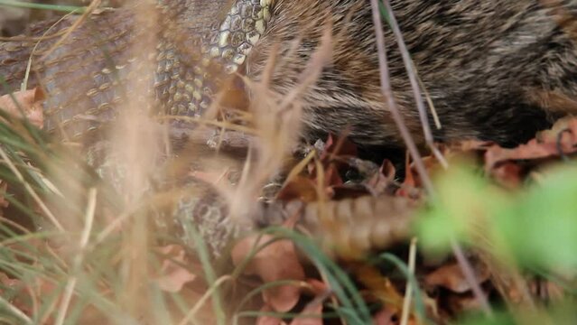 Macro view: Snake with prey in jaws vibrates rattle tail as warning