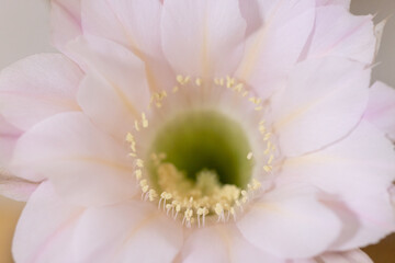 サボテンの花ピンク