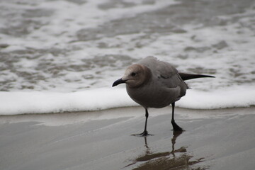 seagull on the beach of Kawai