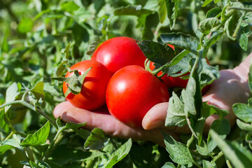 Fresh tomatoes in the garden. Tomatoes in hand. Natural tomatoes grown in the garden.
