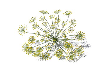 On a white background lies an umbrella of dill.