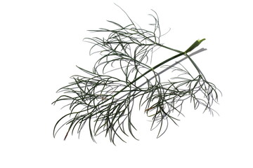 On a white background lies one sprig of dill.