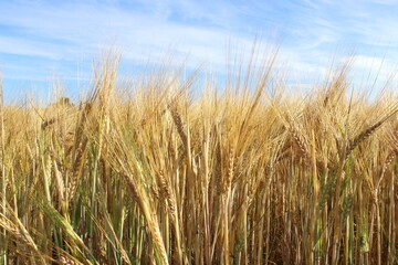 Summer wheat field on a sunny summer day.