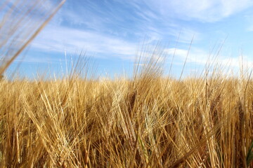 Summer wheat field on a sunny summer day.