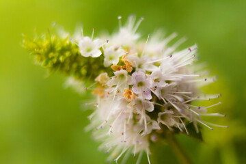 flor de la menta peperina macro