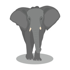 Vector illustration african elephant. Female and male african-asian savanna elephant in different poses. Wild animal of big mammal animal africa in cartoon flat style.