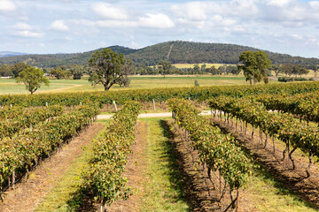Fototapeta na wymiar Vineyard wine growing Mudgee Australia