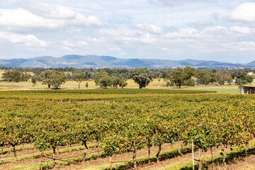 Fototapeta na wymiar Vineyard wine growing Mudgee Australia