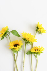 Sunflowers bouquet close up on gray background. Floral card. Botanical poster