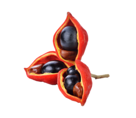 sweet chestnuts (Sterculia monosperma)  ศึกรถไฟสู่นิรันด์