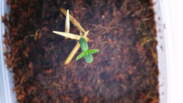 Germination of a plant from a seed. A young plant growing in sunlight. Germination of microgreens.
