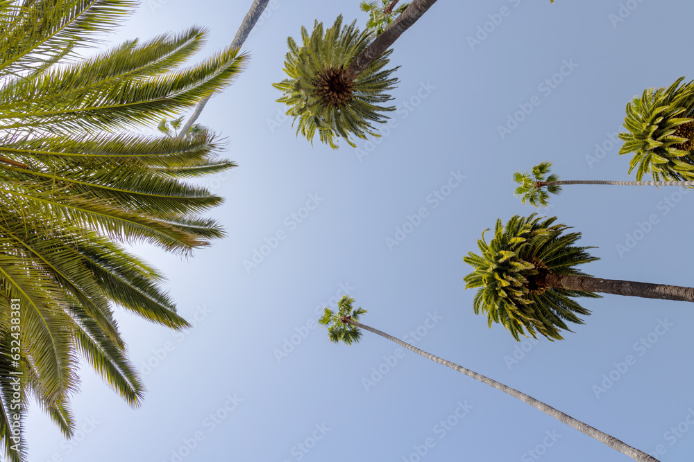 Wall mural a perfect summer day and tall palms