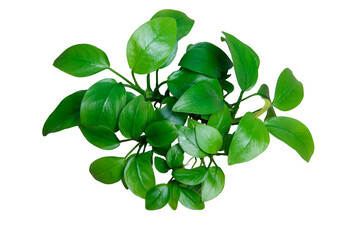 Exotic Green Leaves Anubias Nana Golden clump aquarium plant isolated on transparent background....