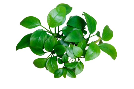 Exotic Green Leaves Anubias Nana Golden clump aquarium plant isolated on transparent background. PNG transparency