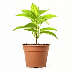 Seedling in pot isolated on white background. Generative AI image