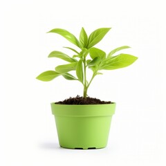 Seedling in pot isolated on white background. Generative AI image