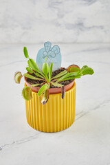 Dionaea Muscipula Venus Flytrap is carnivorous plant, carnivorous plant for catching insects