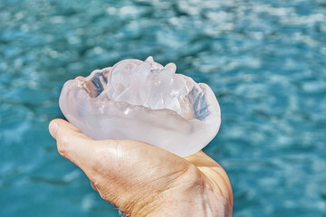Tourist hand holding transparent jellyfish against azure sea water. Man holds caught jellyfish to...