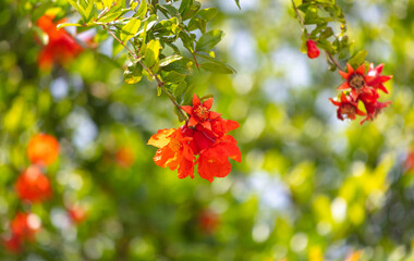 Red flowers on a pomegranate tree. Nature