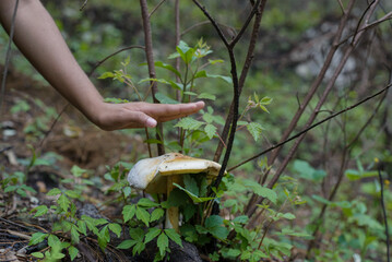 Person collecting mushrooms in the middle of the forest.
