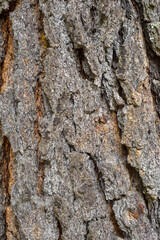 Rough texture of the bark of a tree. Background, texture.