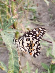butterfly on a flower.