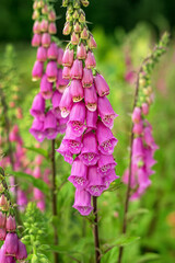 beautiful flower of lilac bluebell in the garden