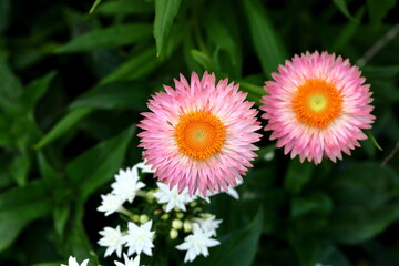 Helichrysum bracteatum flower Straw flower or Everlasting is a species of flowering plant in the family Asteraceae.