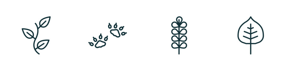 set of 4 linear icons from nature concept. outline icons included perfoliate, four toe footprint, pecan leaf, cercis leaf vector