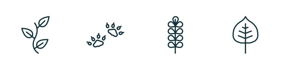 set of 4 linear icons from nature concept. outline icons included perfoliate, four toe footprint, pecan leaf, cercis leaf vector © Farahim