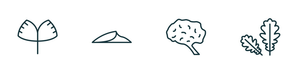 set of 4 linear icons from nature concept. outline icons included ginkgo, dune, human brian, pedunculate vector