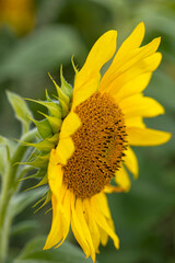 Sonnenblume seitlich