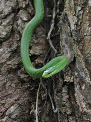 Beautiful bright green color  Viper snake wrapped around a tree branch in a forest.