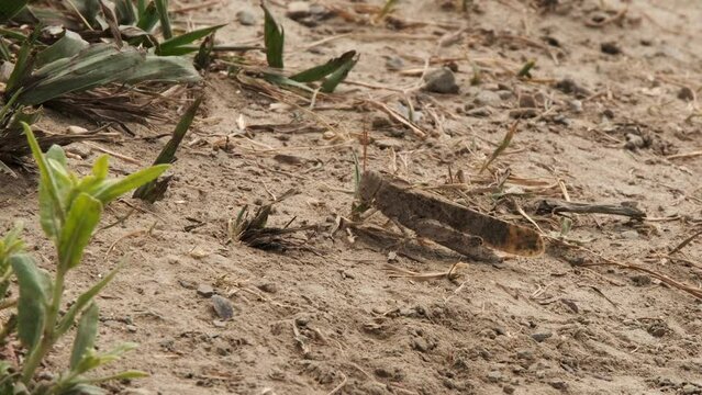 Close-up macro: Grasshopper eating blade of grass on sandy ground