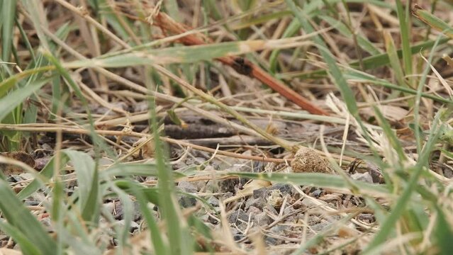 Macro: Grasshopper facing away in grass turns and walks out of frame