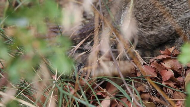 CU: Rattlesnake with rabbit in jaws shakes rattle tail in shrubbery