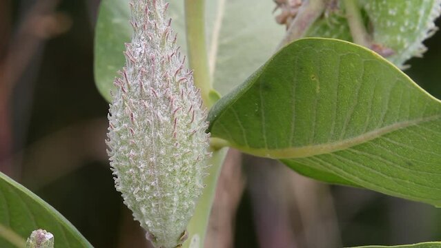 Small fly on green leaf crawls to spiky seed pod of Milkweed plant
