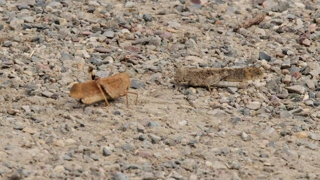 Closeup view: Two russet grasshoppers interact on sandy pebble ground
