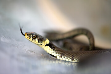 Grass snake or ringed or water snake (Natrix natrix) is a Eurasian semi-aquatic non-venomous...