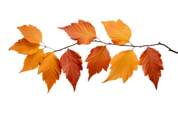 Autumn fall leaves on a branch isolated on transparent or white background, png