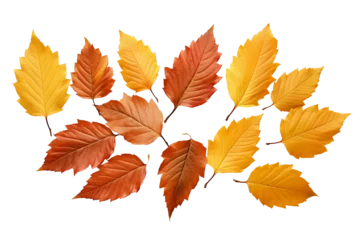  Autumn fall leaves isolated on transparent or white background, png © Medard