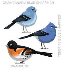 Cute Bird Brambling Blue Chaffinch Set Cartoon Vector