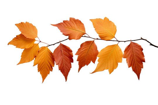 Autumn fall leaves on a branch isolated on transparent or white background, png