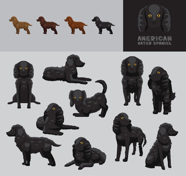 Dog American Water Spaniel Cartoon Vector Illustration Color Variation Set