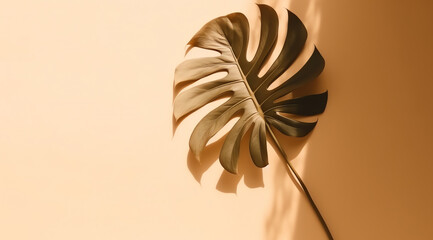Monstera leaves with light and shadow for summer background, minimal trendy style