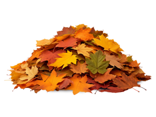 Pile of autumn leaves isolated on transparent or white background, png