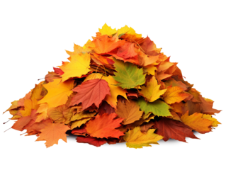 Pile of autumn leaves isolated on transparent or white background, png